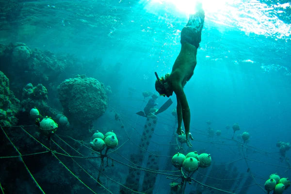 Where pearls come from: It's not always pretty!